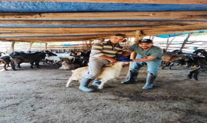 Efeler’de küçükbaş hayvanlar hastalıklara karşı aşılanıyor