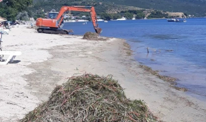 Erdek’te deniz çayırı katliamı