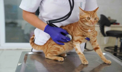 İyileşen felçli kedi yeni yuvasını bekliyor