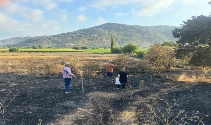 Söke’de yangından etkilenen 500 dekarlık zeytinlik alanında hasar tespiti yapıldı
