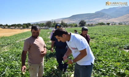 Kaymakam ÖZTÜRK vatandaşlarla birlikte hırtlak hasadında