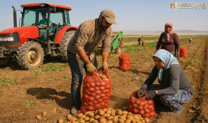 Karapınar’da Patates Hasat Sezonu Başladı